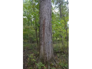 Dekalb County, Indiana Farmland - MAJOR LAND AUCTION - 516+/- ACRES OFFERED IN 18 TRACTS OR COMBINATIONS IN DEKALB COUNTY, INDIANA